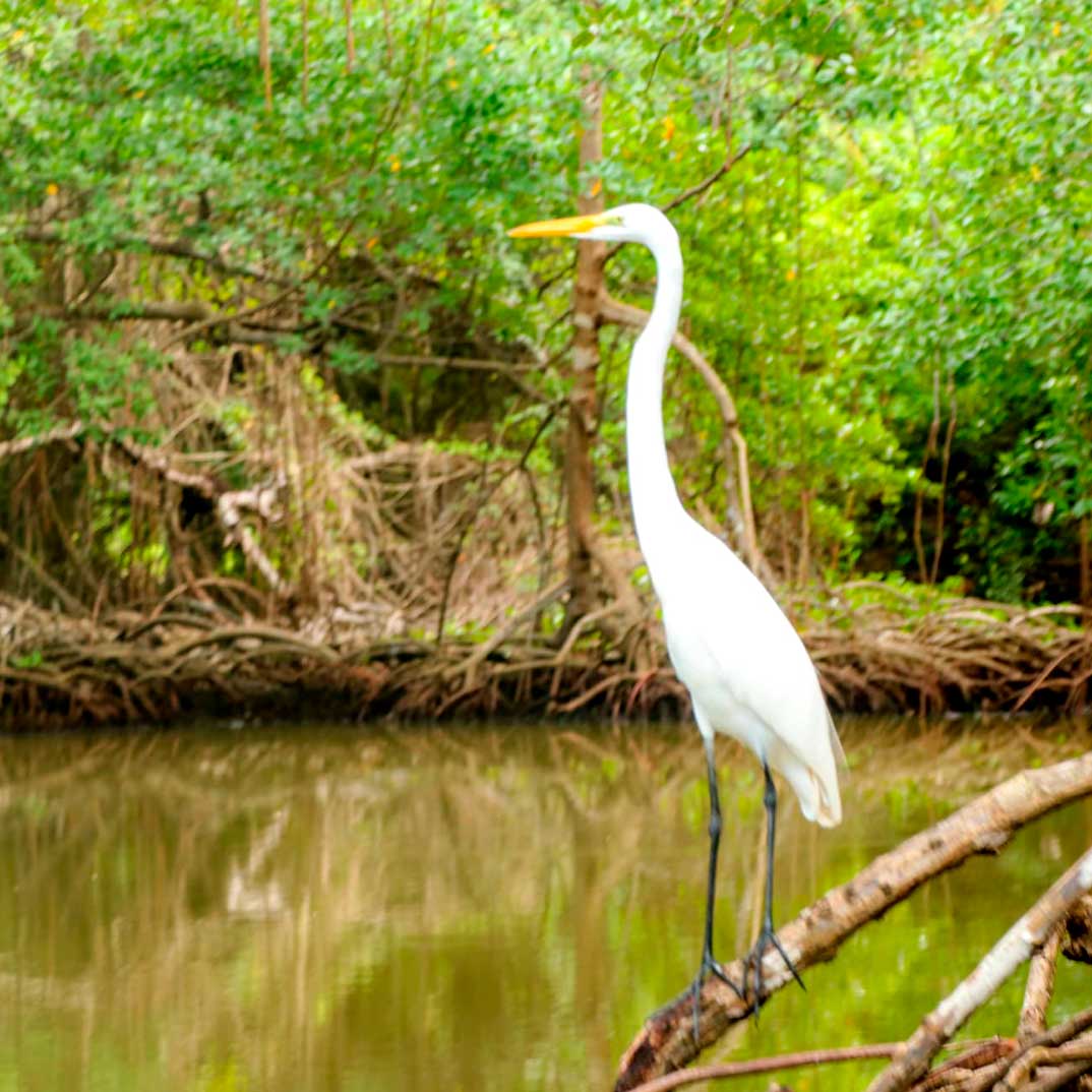LOS-HAITISES-EXPLORATION-Mangroves,-Caves-&-Montaña-Redonda-Panoramic-Views-3