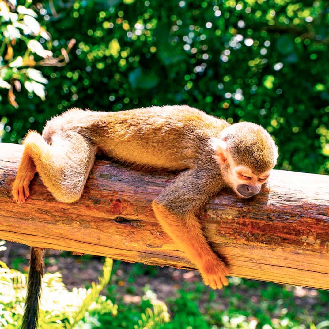 MONKEYLAND-2
